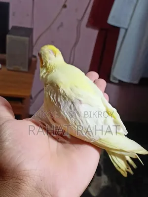 পাখি বিক্রির জন্য
