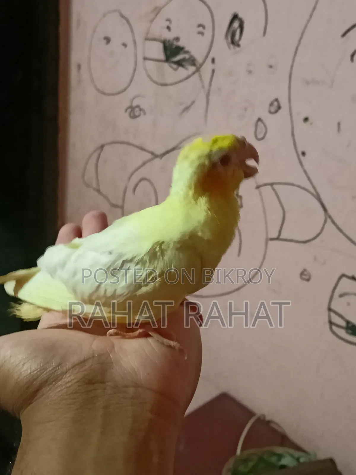 পাখি বিক্রির জন্য