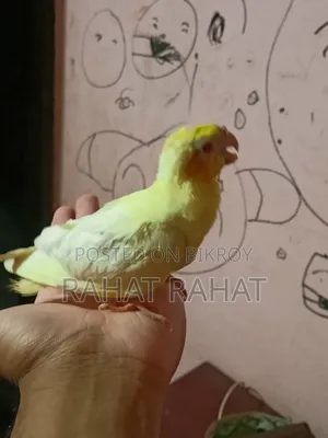 পাখি বিক্রির জন্য