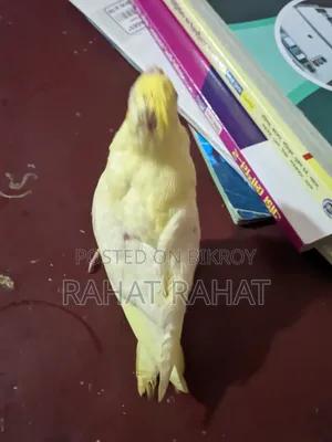 পাখি বিক্রির জন্য