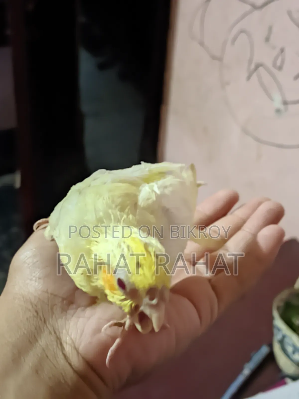 পাখি বিক্রির জন্য