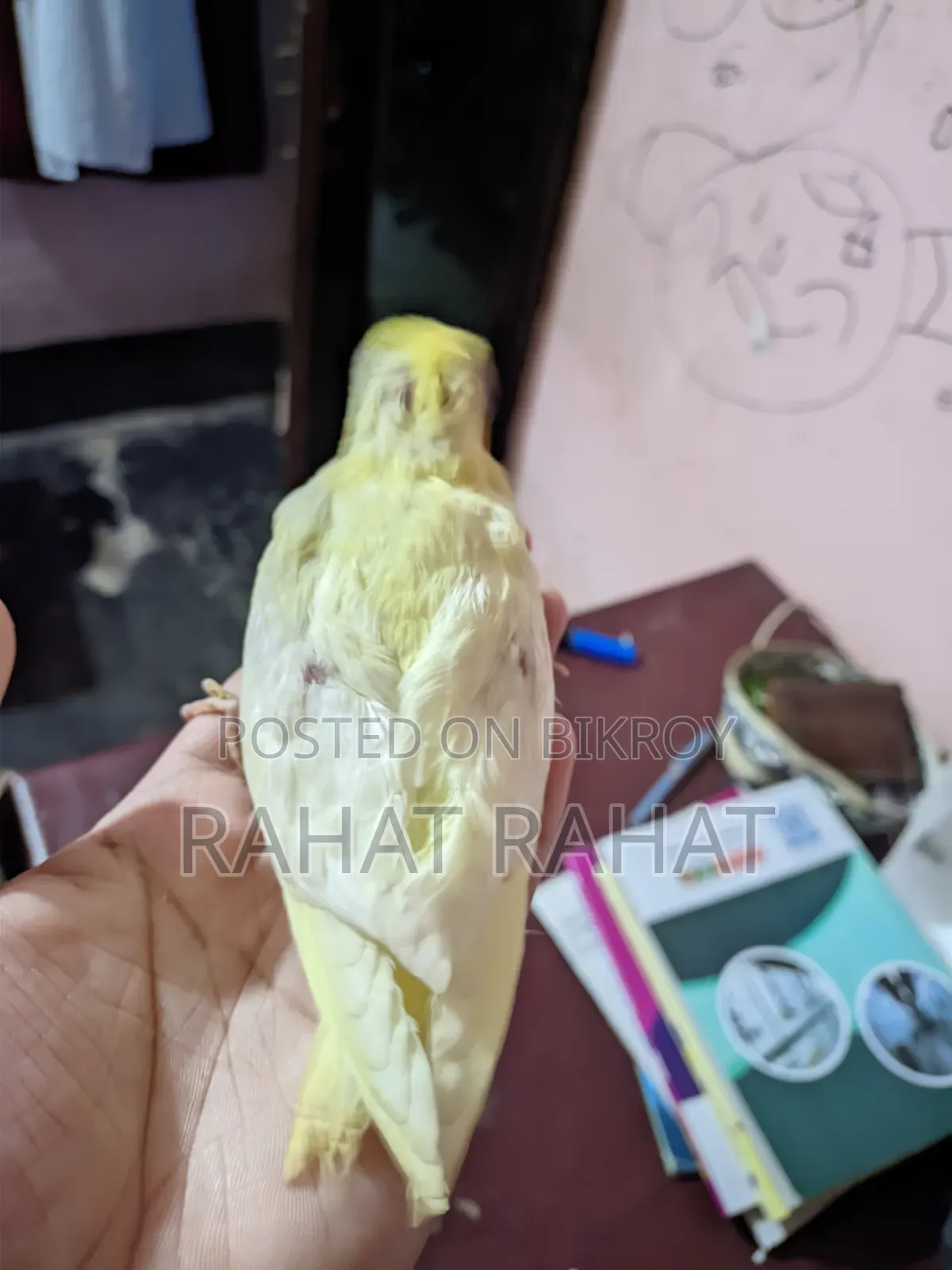 পাখি বিক্রির জন্য