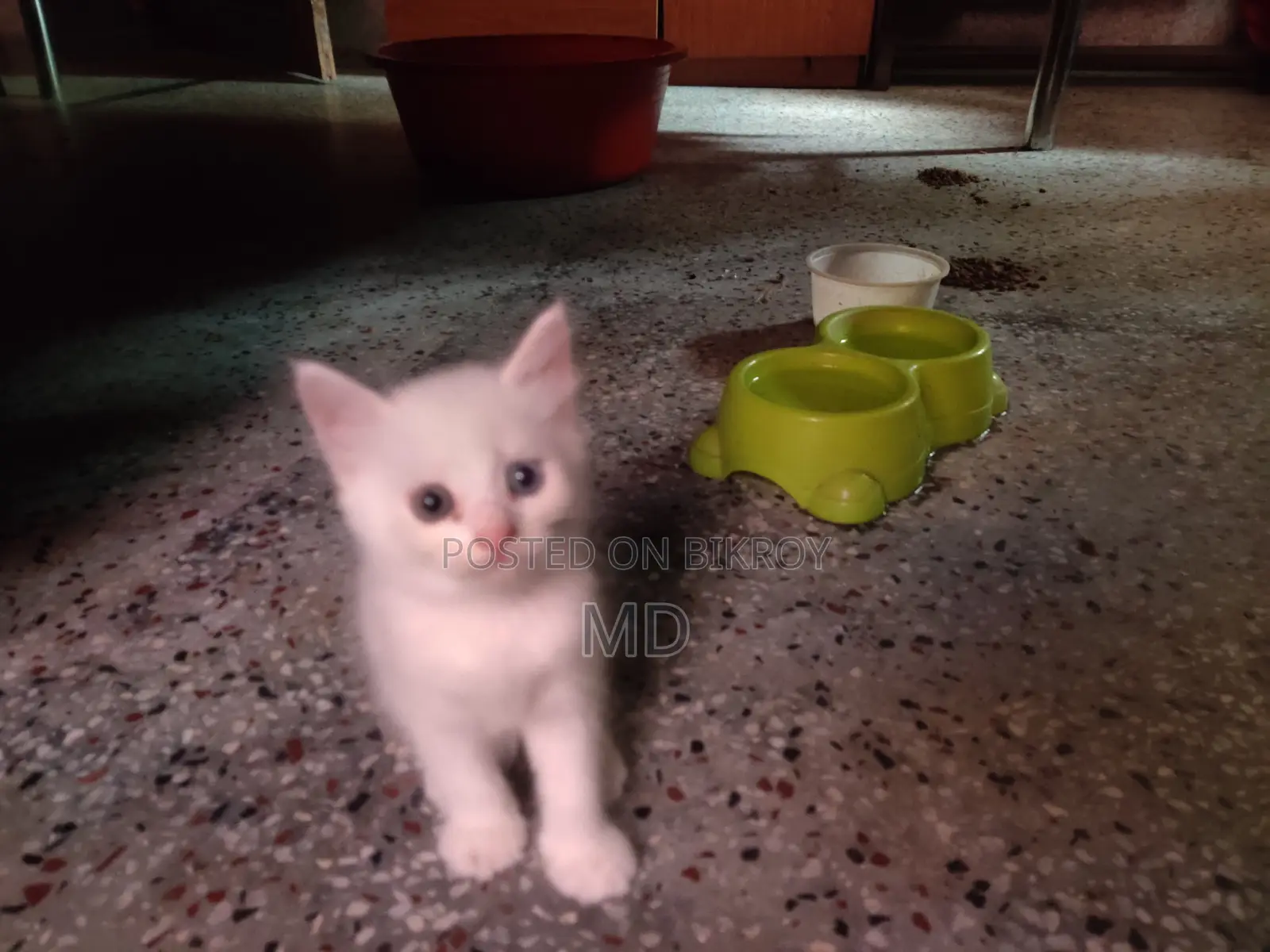 1-3 Months Male Purebred Persian
