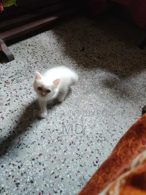 1-3 Months Male Purebred Persian