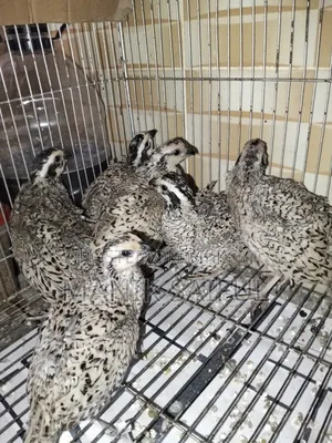 Snowflake Quail