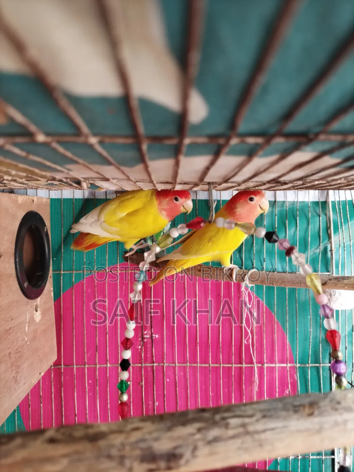 A pair of adult lovebirds for sale.