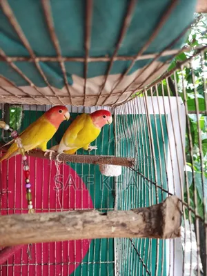 A pair of adult lovebirds for sale.