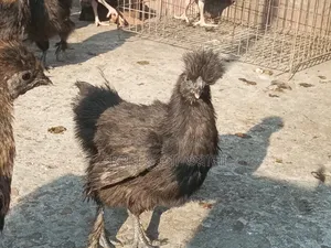 সিল্কি মুরগি এর বাচ্চা