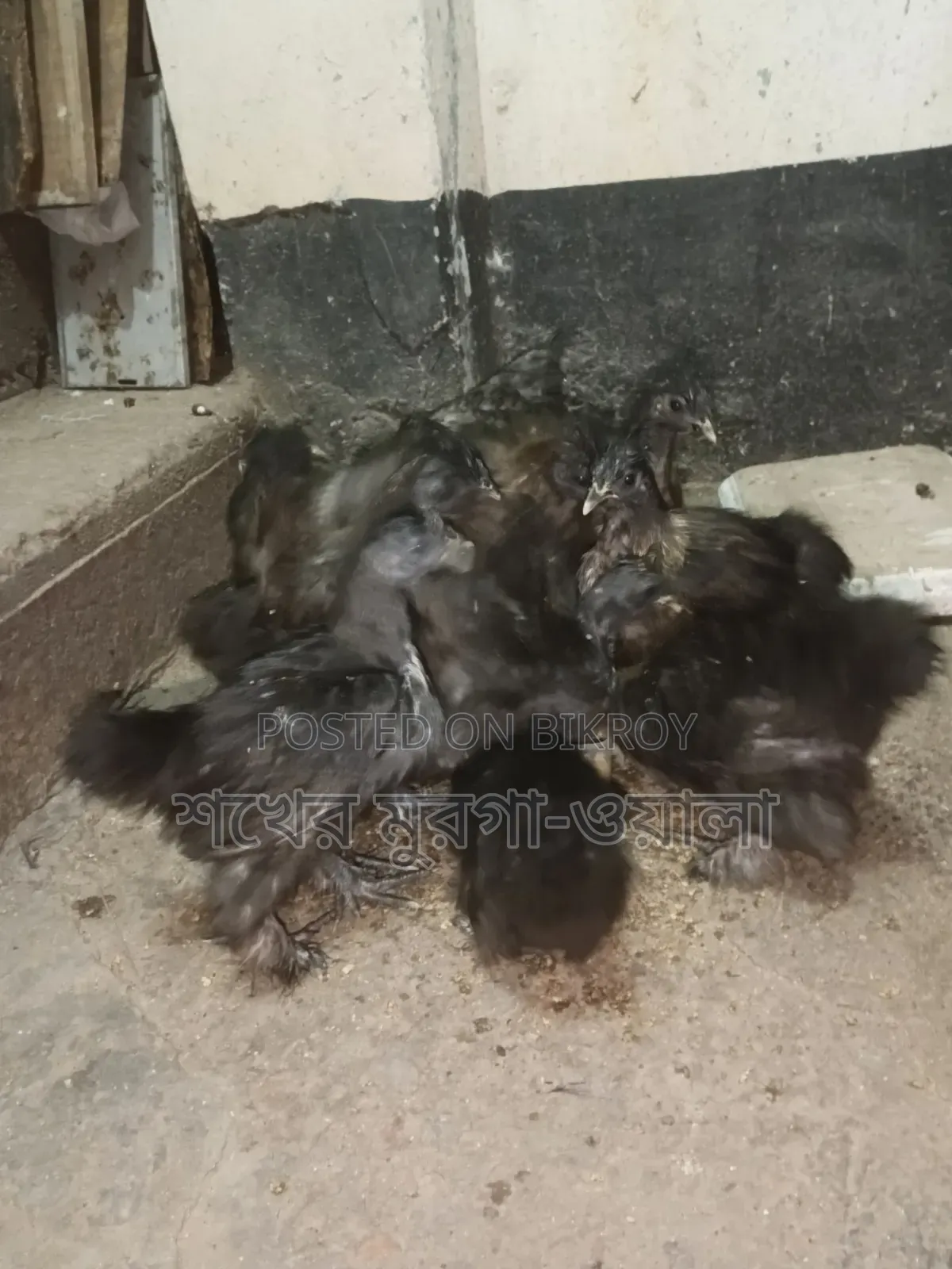Silkie Chicken Chicks