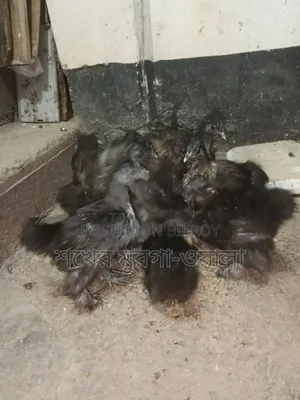 Silkie Chicken Chicks