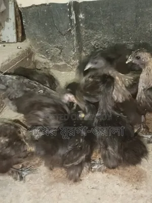 Silkie Chicken Chicks