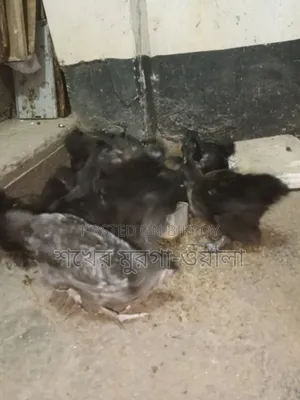 Silkie Chicken Chicks