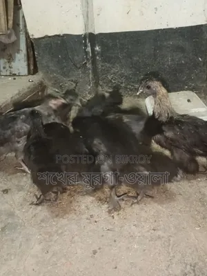 Silkie Chicken Chicks