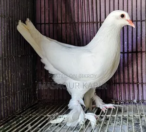 সিঙ্গেল বেবি