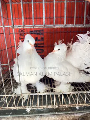 উন্নত মানের ধবধবে সাদা ফ্যান্টেইল কবুতর (White Fantail Pigeons)
