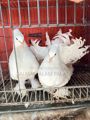 High-Quality Pure White Fantail Pigeons