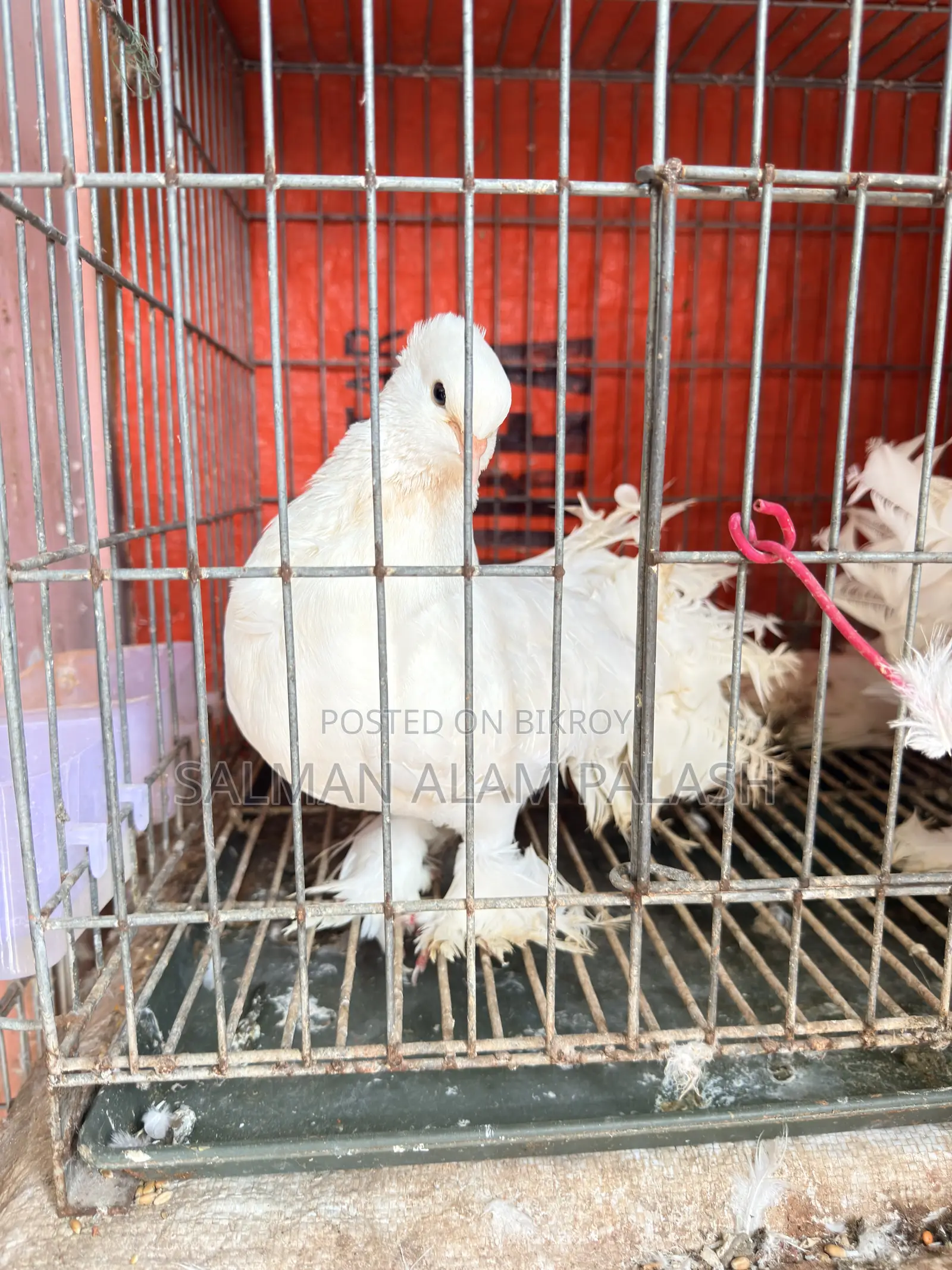 High-Quality Pure White Fantail Pigeons