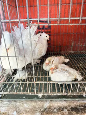 High-Quality Pure White Fantail Pigeons