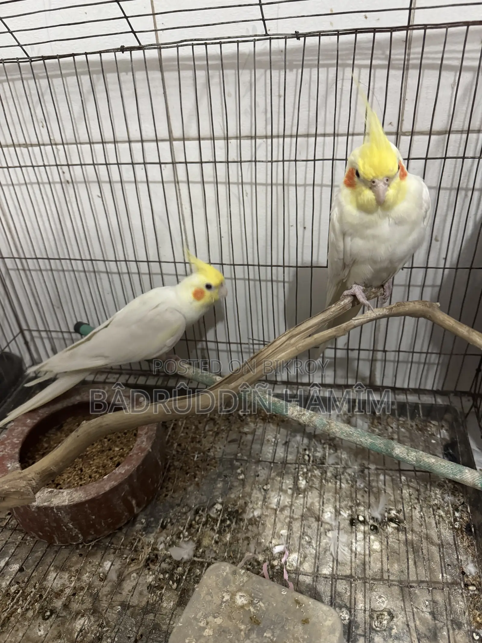 Cockatiel Bird Pair