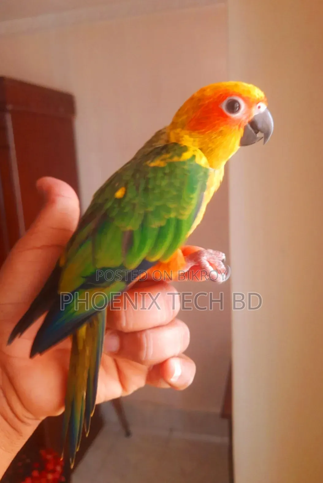 Sun Conure (With DNA)