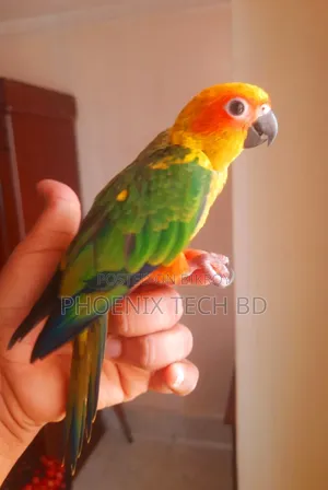 Sun Conure (With DNA)