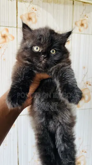 1-3 months Female Purebred Persian