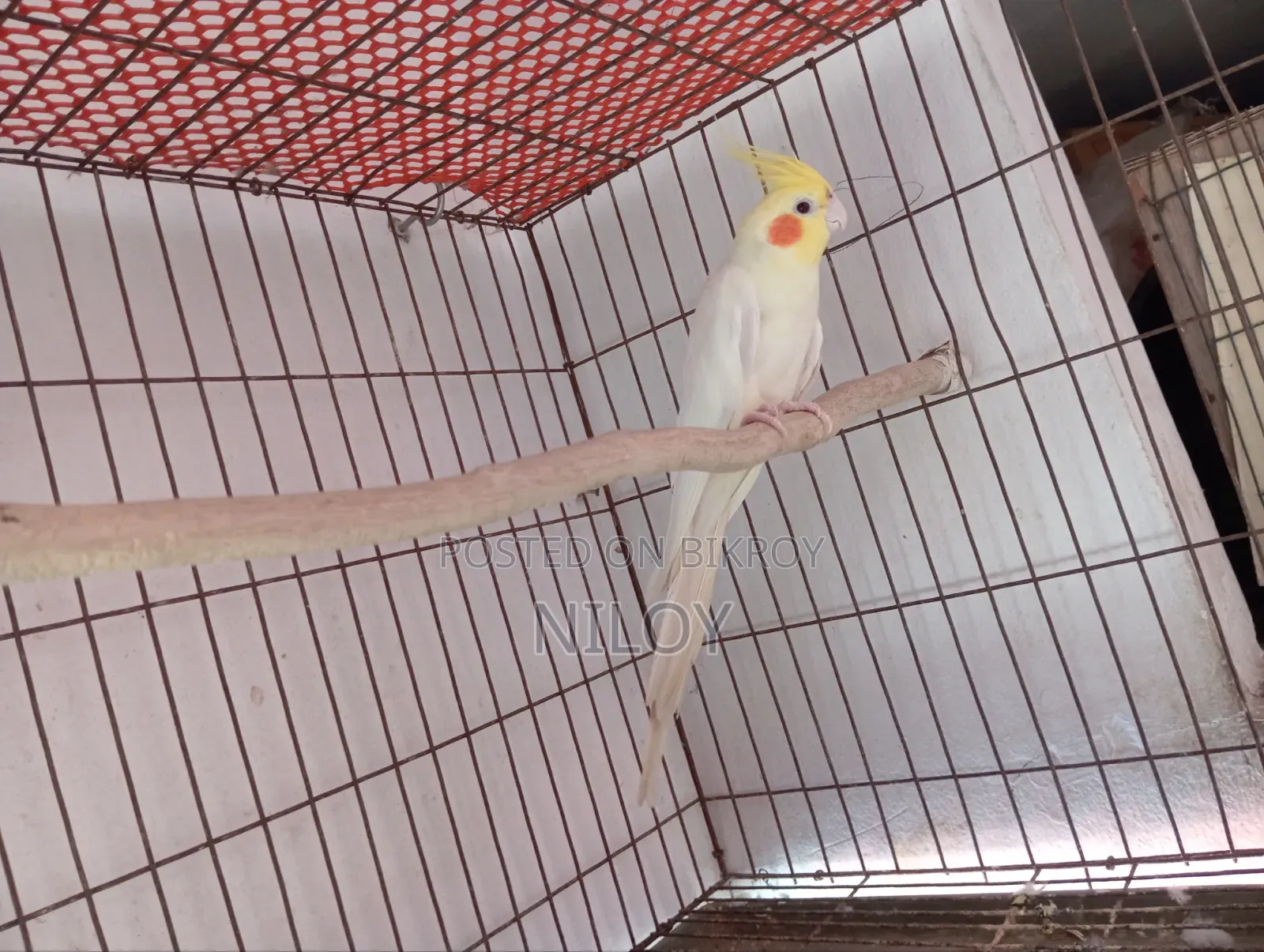 Cockatiel Bird