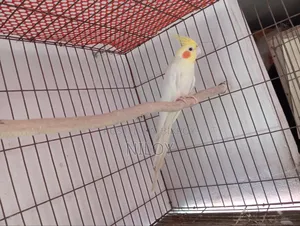 Cockatiel Bird