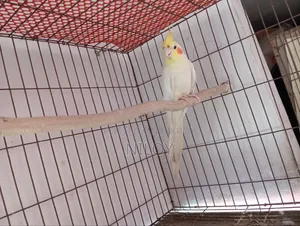 Cockatiel Bird