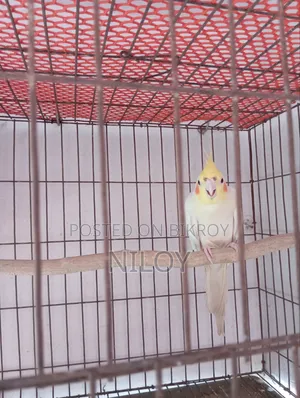 Cockatiel Bird