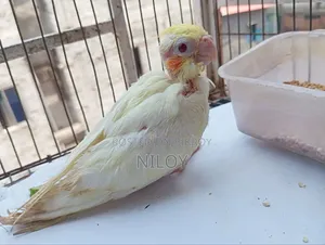 Cockatiel Baby