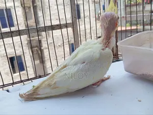 কোকাটেল বেবি