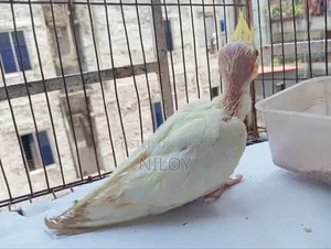 কোকাটেল বেবি
