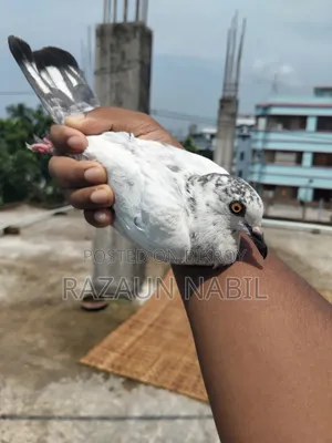 2 Giribaz Female Pigeons