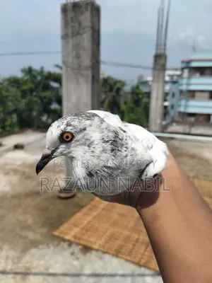 2 Giribaz Female Pigeons