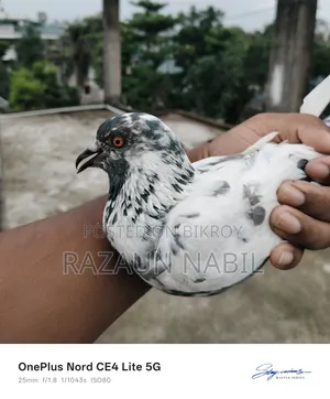 2 Giribaz Female Pigeons