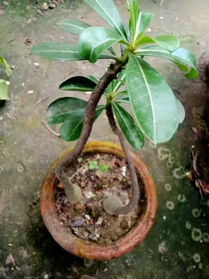 Adenium seeds and pots included