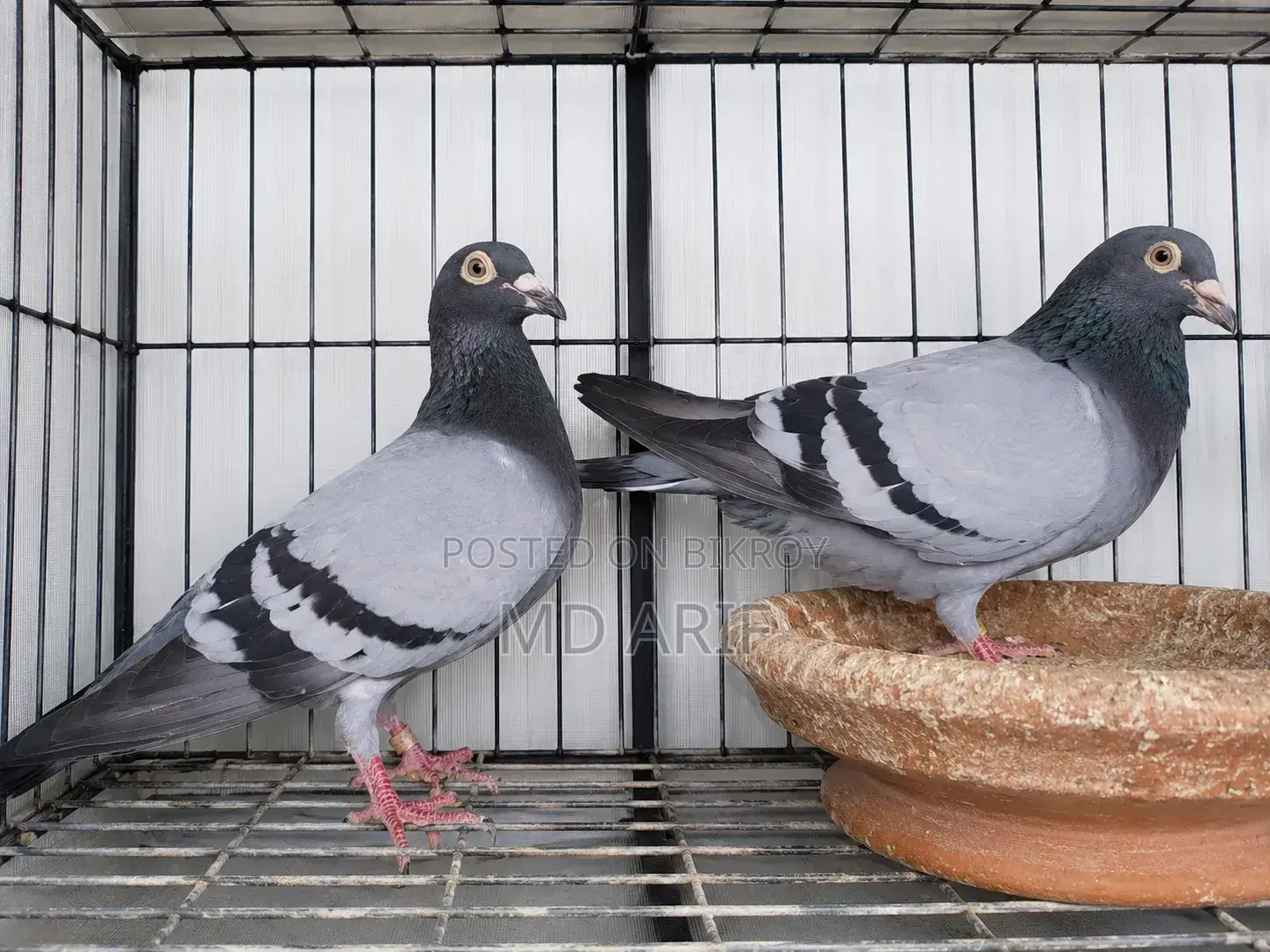 Flying Dreams: The Unique World of Racing Homer Pigeons