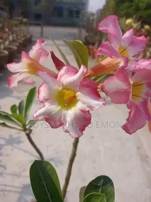 Adenium seeds and pots included