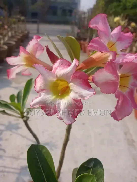 Adenium seeds and pots included