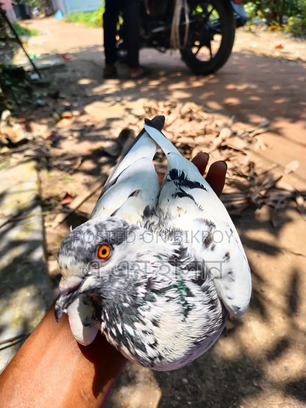 হাই ফ্লায়ার
