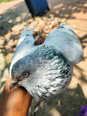 হাই ফ্লায়ার