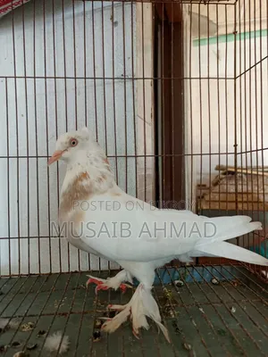 Pigeon for Sale