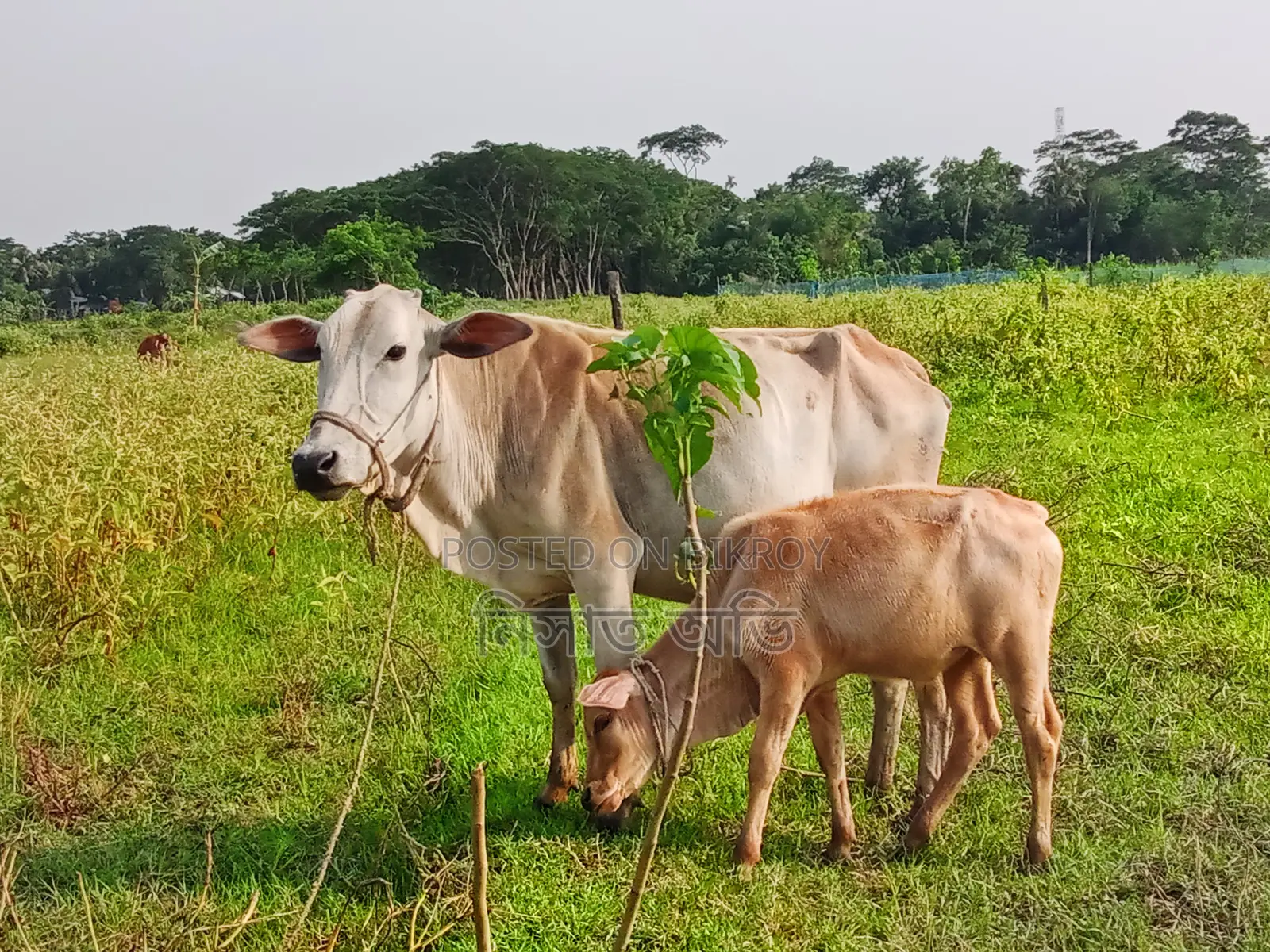 উক্ত বাছুর সহ গরুটি বিক্রি করা হবে।