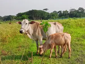 উক্ত বাছুর সহ গরুটি বিক্রি করা হবে।