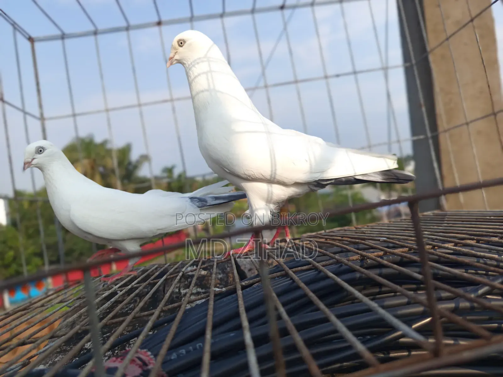 Kaldam pigeons for sale