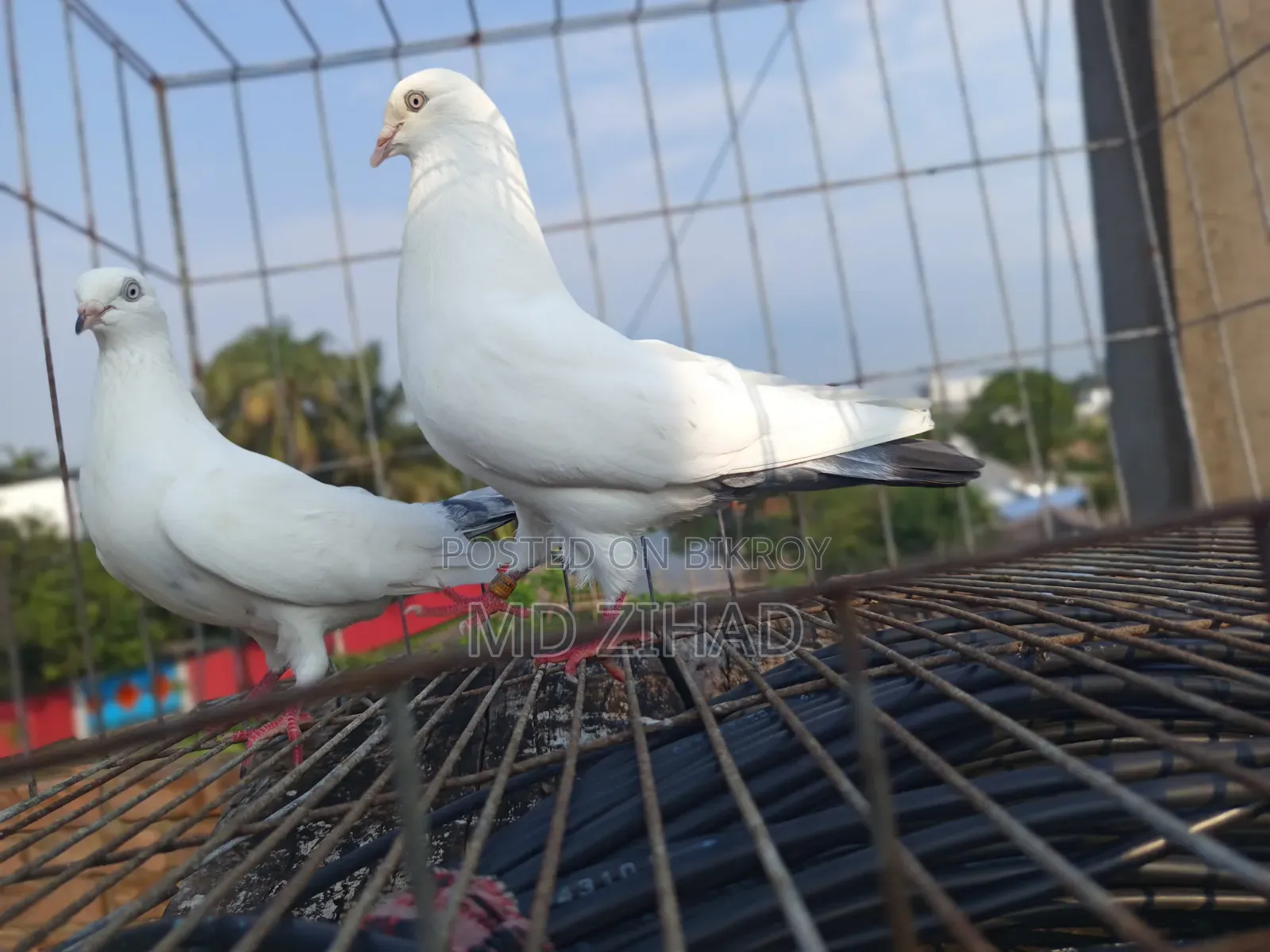 Kaldam pigeons for sale