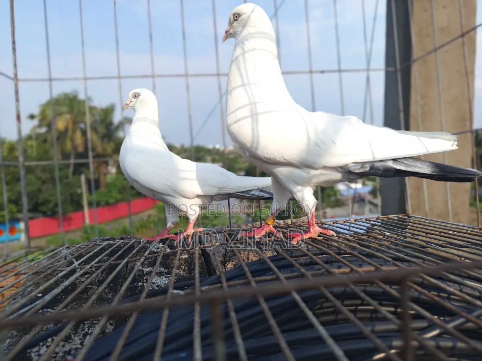 Kaldam pigeons for sale