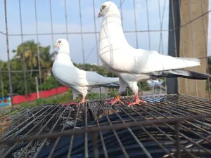 Kaldam pigeons for sale