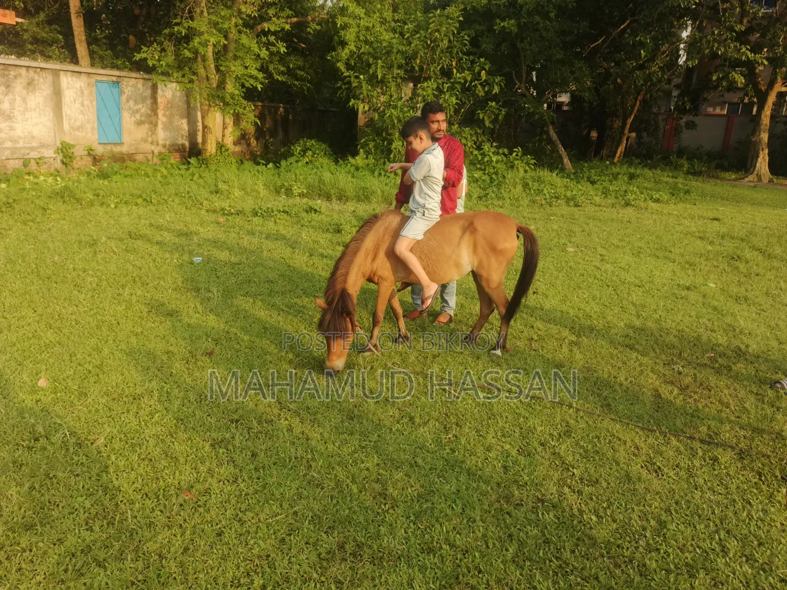 ঘোড়া বিক্রি হবে জরুরি ভাবে।